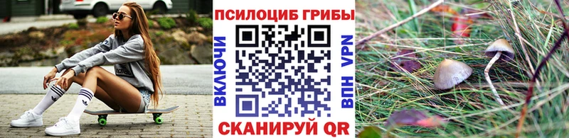 Купить где  Шуя  Псилоцибиновые грибы Cubensis 